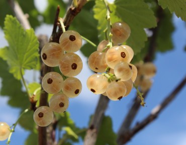 White currant Versaillaise...