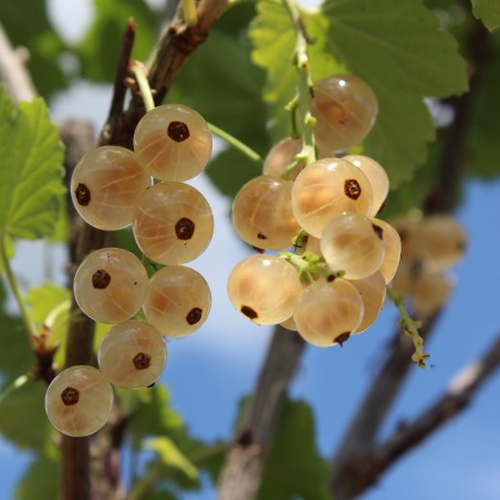 White currant - Ribes rubrum Versaillaise Blanche 2 liter pot