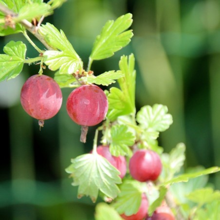 Stachelbeere Captivator - Ribes uva-crispa Captivator