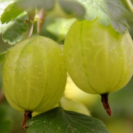 Green gooseberry - Ribes uva-crispa Hinnonmaki grun