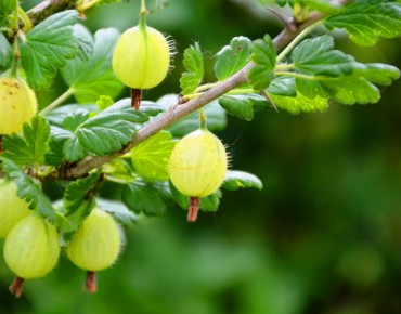 Groseillier à maquereau vert - Ribes uva-crispa Hinnonmaki grun