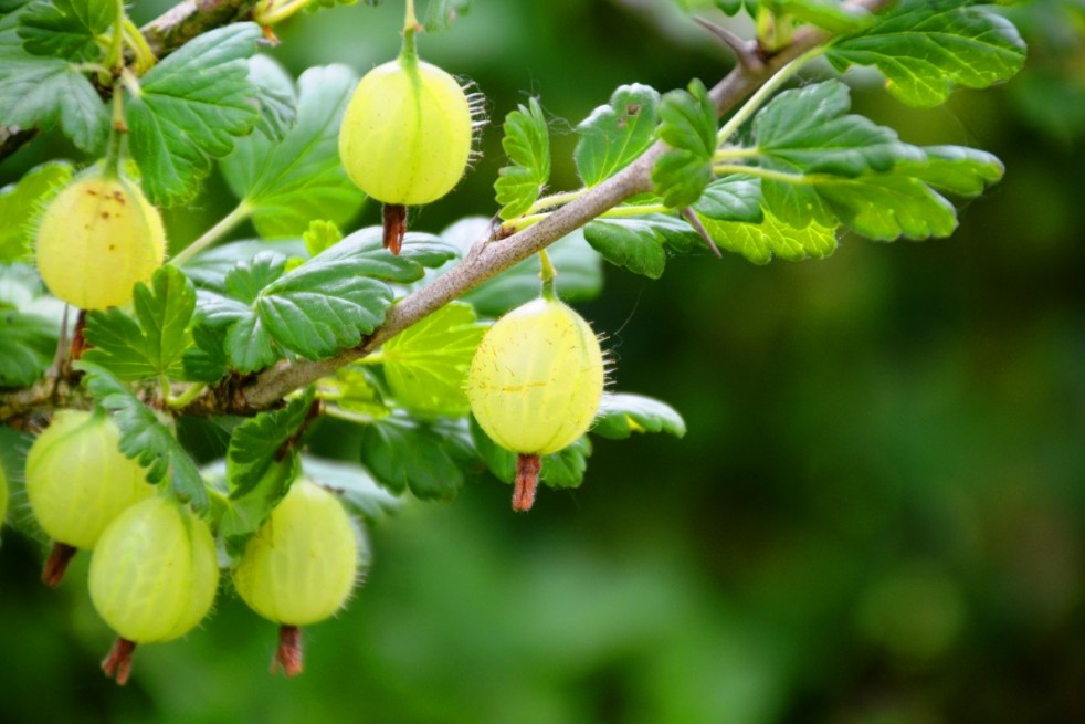 Groseillier à maquereau vert - Ribes uva-crispa Hinnonmaki grun