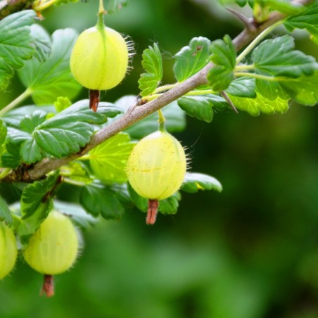 Green gooseberry - Ribes uva-crispa Hinnonmaki grun
