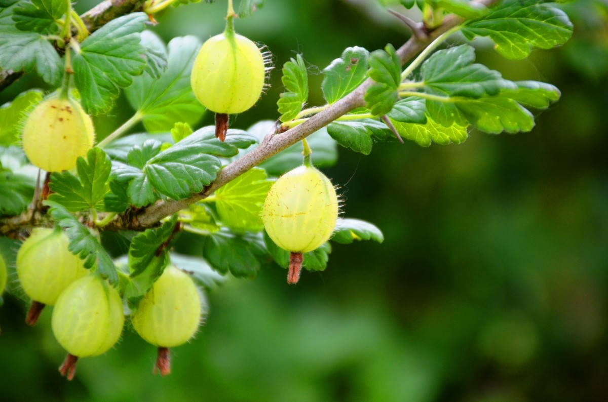 Groseillier à maquereau vert - Ribes uva-crispa Hinnonmaki grun - pot de 2 litres