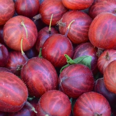 Red Gooseberry - Ribes uva-crispa Hinnonmaki red