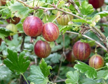 Red Gooseberry (in 2 liter...