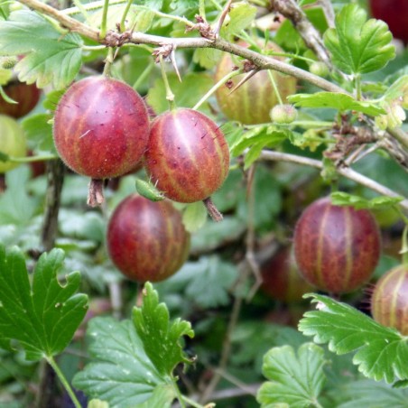 Rote Stachelbeere - Ribes uva-crispa Hinnonmaki red