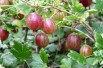 Red Gooseberry - Ribes uva-crispa Hinnonmaki red
