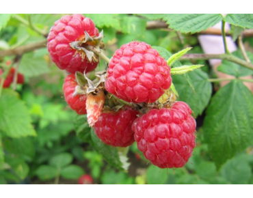 Himbeere Heritage - Herbsthimbeere - Rubus Ideaus Héritage