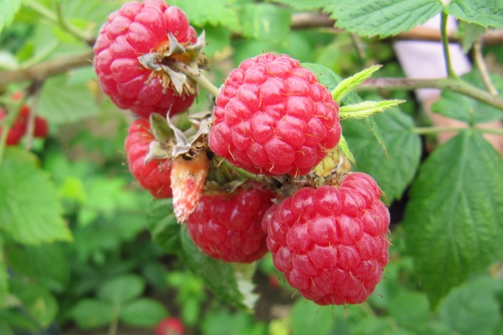 Himbeere Heritage - Herbsthimbeere - Rubus Ideaus Héritage