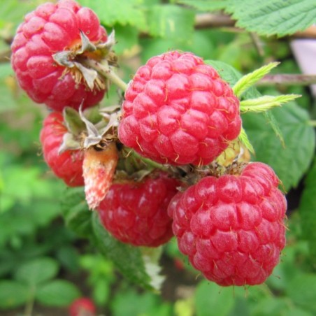 Framboos Heritage -herfstframboos - Rubus Ideaus Héritage