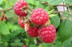 Himbeere Heritage - Herbsthimbeere - Rubus Ideaus Héritage