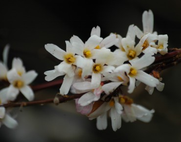 Forsythia blanc
