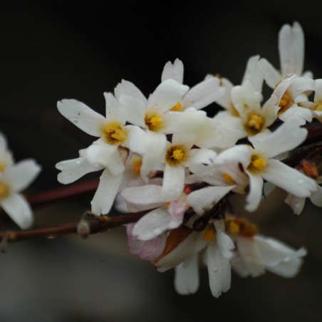White forsythia  - Abeliophyllum Distichum