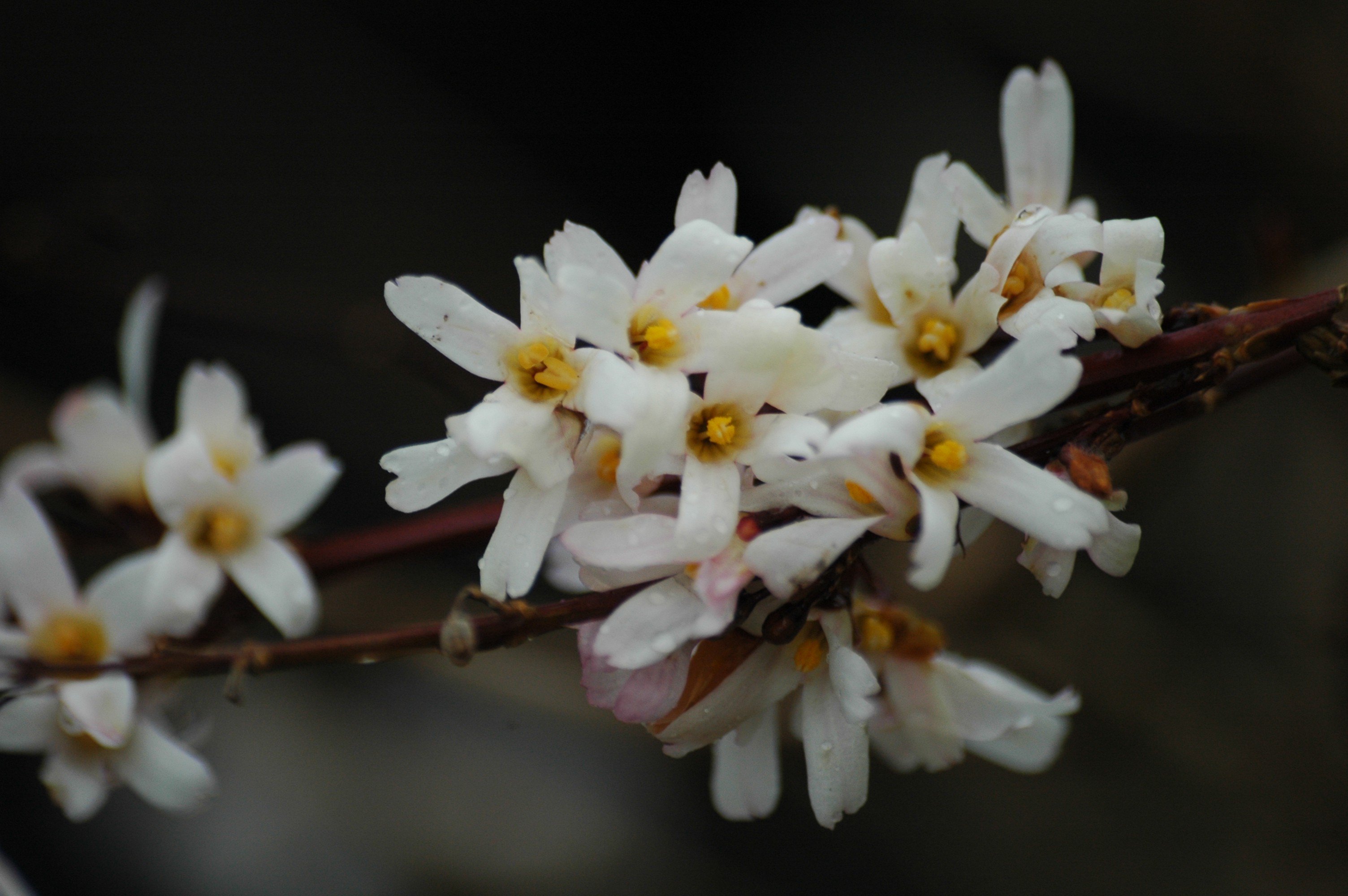 White forsythia