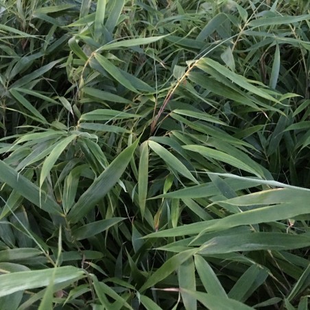 Bamboo Formidable - Bamboo Fargesia Robusta Formidable