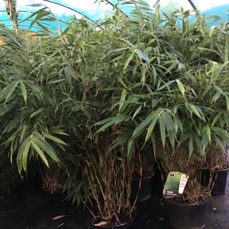 Bamboo Formidable - Bamboo Fargesia Robusta Formidable