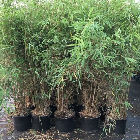 Bamboo Fargesia Augustissima - bamboo non-spreading
