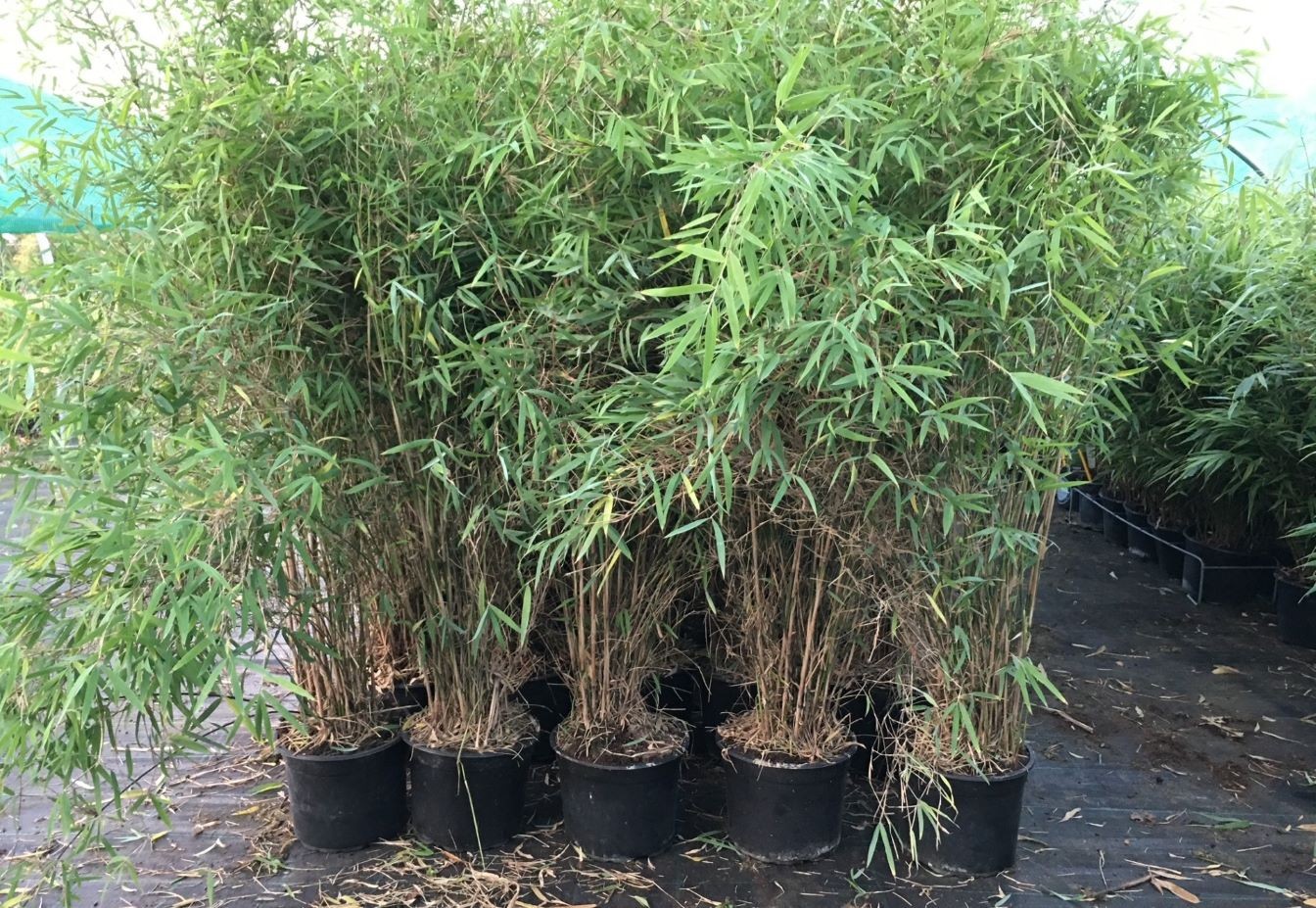 Bambus schwarz Black Dragon Bambou Fargesia Black Dragon