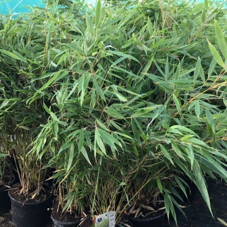 Bambou Pingwu - Bambou Fargesia Robusta Pingwu