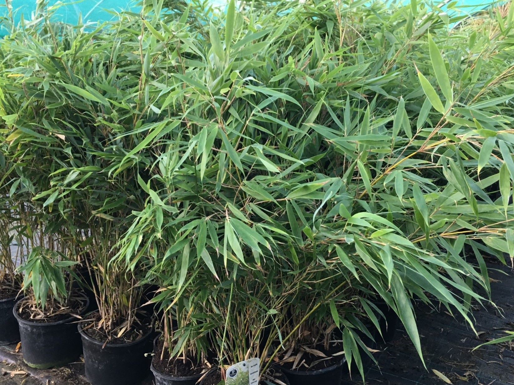 Bamboo Pingwu