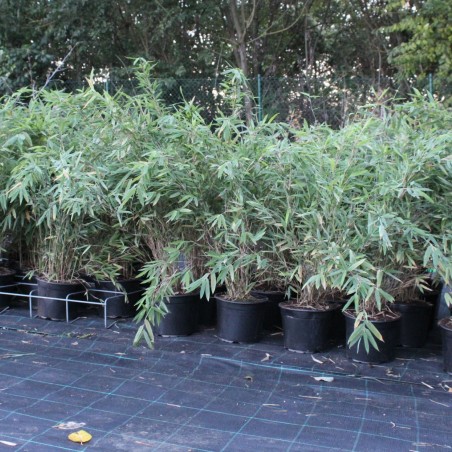 Bamboo Gansu - Bambou fargesia nitida Gansu