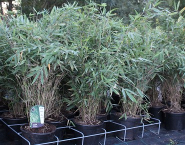 Bamboo Gansu