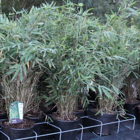 Bamboo Gansu - Bambou fargesia nitida Gansu