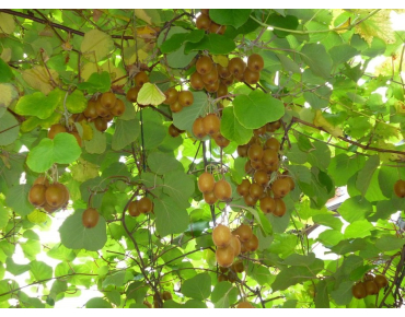 Zelfvruchtbare kiwiplant Zakarpacie - Actinidia hybride Zakarpacie