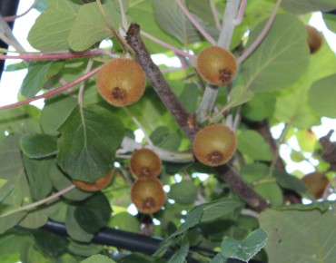 Kiwi selbstfruchtbar...