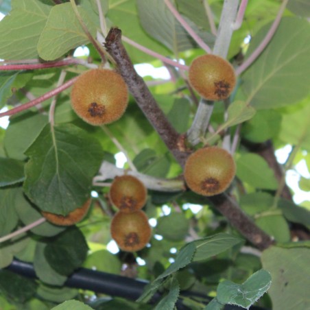 kiwi fruit plant self-fertile - Actinidia deliciosa Auto Solo