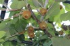 Kiwi selbstfruchtbar Solissimo® - Actinidia deliciosa Solissimo®