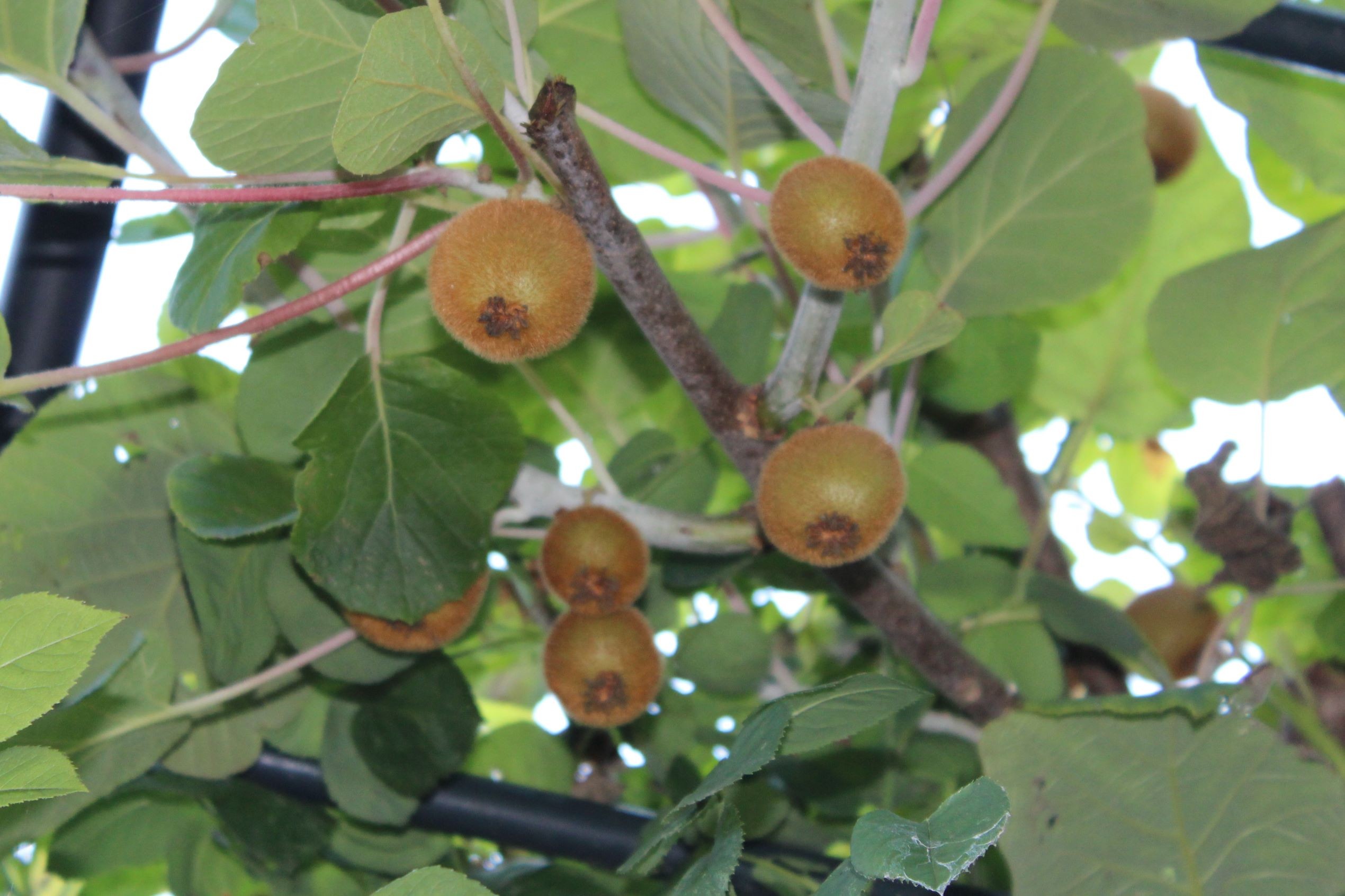 kiwi fruit plant self-fertile