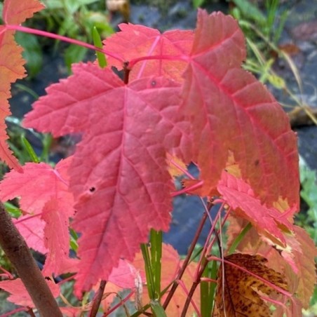 Amur maple - Acer Tataricum Ginnala