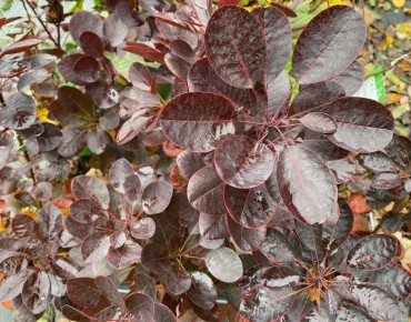 Arbre à perruque pourpre