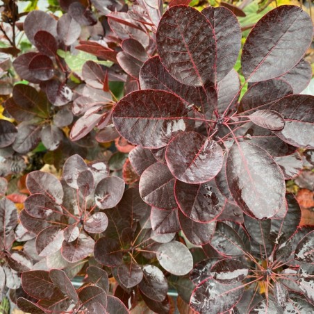 Paarse pruikenboom - Cotinus Coggygria Royal Purple