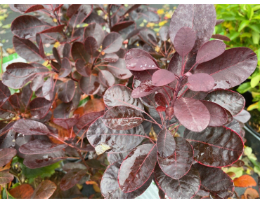 Arbre à perruque pourpre - Cotinus Coggygria Royal Purple