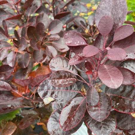 Arbre à perruque pourpre - Cotinus Coggygria Royal Purple