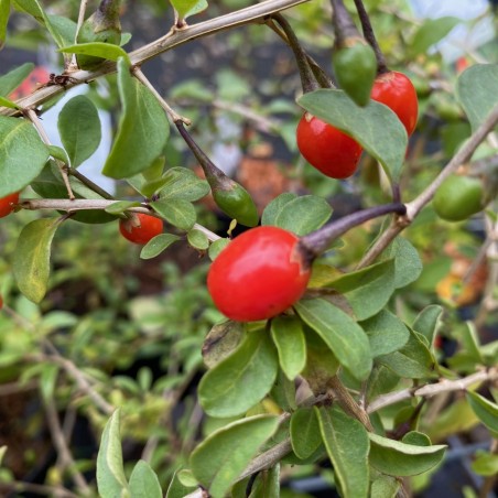 Goji - Lycium barbarum