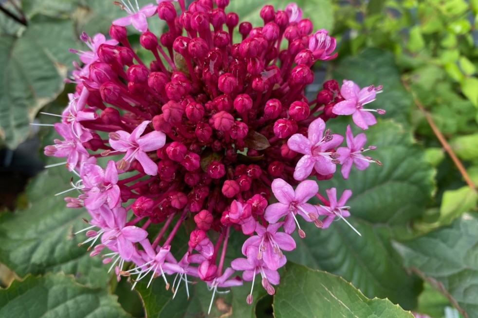 Clerodendrum Bungei - Jardins du Monde.be Clerodendrum Bungei - Jardins du Monde.be