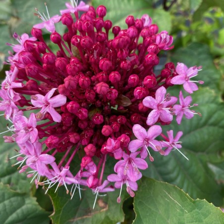 Clerodendrum Bungei - Jardins du Monde.be