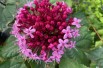 Clerodendrum Bungei - Jardins du Monde.be Clerodendrum Bungei - Jardins du Monde.be