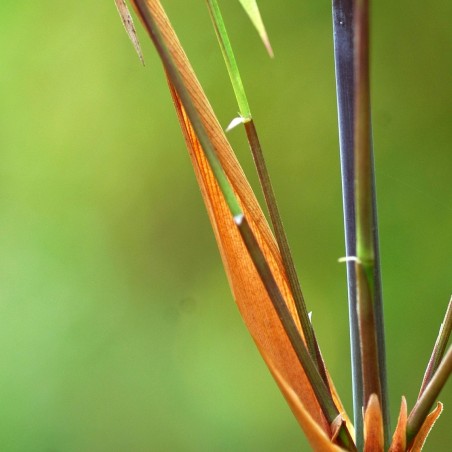 Bambus Fargesia Scabrida Asian Wonder