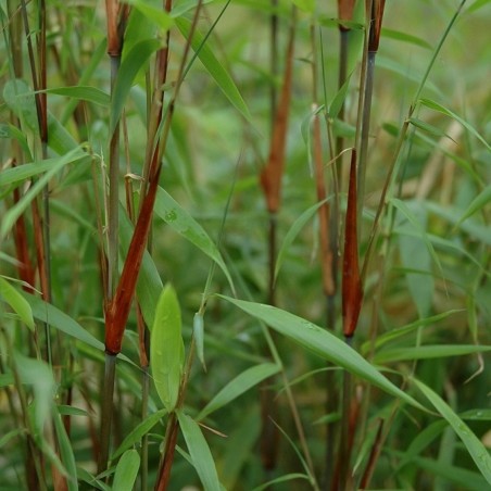 Bamboo Fargesia Scabrida Asian Wonder