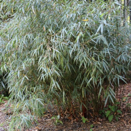 Bamboe Fargesia Scabrida Asian Wonder