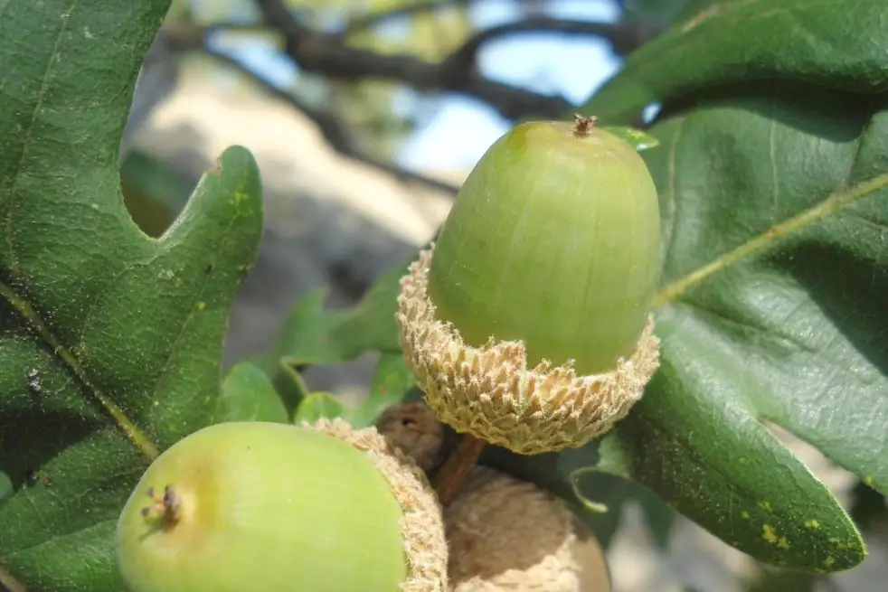 Quercus Frainetto Dimìtar Nàydenov, CC BY-SA 4.0 via Wikimedia Commons