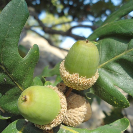 Quercus Frainetto -Dimìtar Nàydenov, CC BY-SA 4.0 via Wikimedia Commons