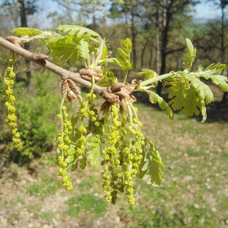 Quercus Frainetto -Dimìtar Nàydenov, CC BY-SA 4.0 via Wikimedia Commons
