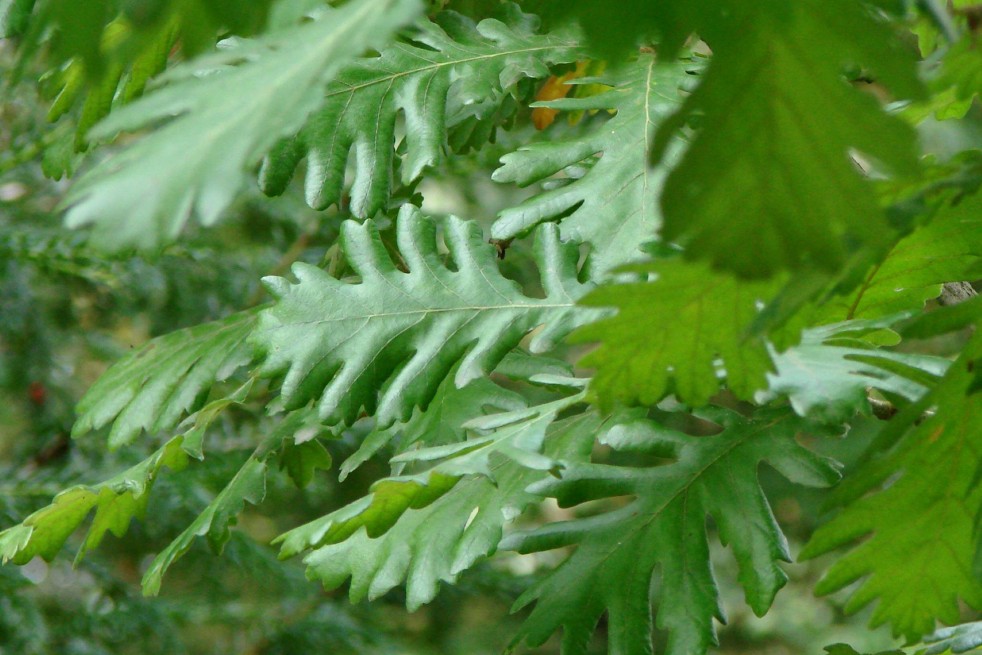 Quercus Frainetto - via Wikimedia Commons Quercus Frainetto - via Wikimedia Commons