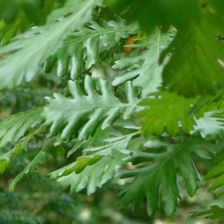 Quercus Frainetto - via Wikimedia Commons